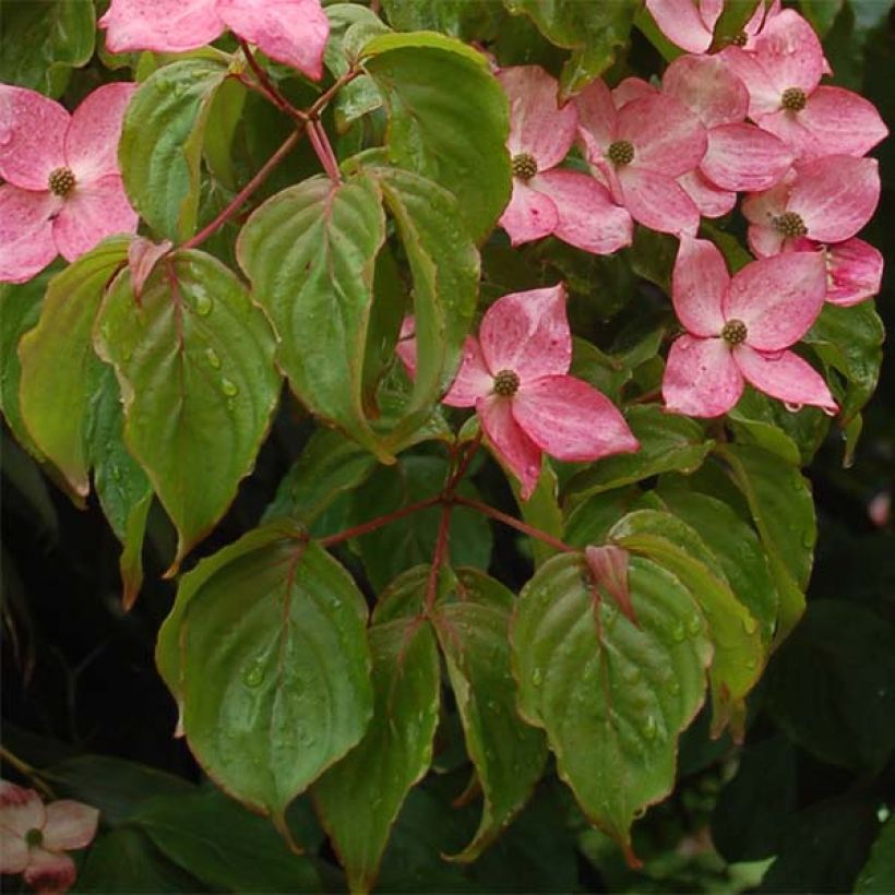 Japanischer Blumen-Hartriegel Satomi - Cornus kousa (Laub)