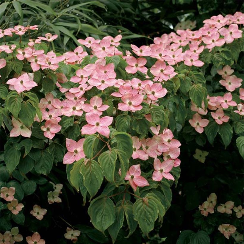 Japanischer Blumen-Hartriegel Satomi - Cornus kousa (Blüte)