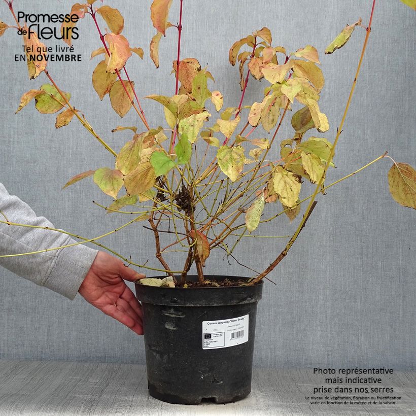 Exemplar von Roter Hartriegel Winter Beauty - Cornus sanguinea wie im Herbst geliefert