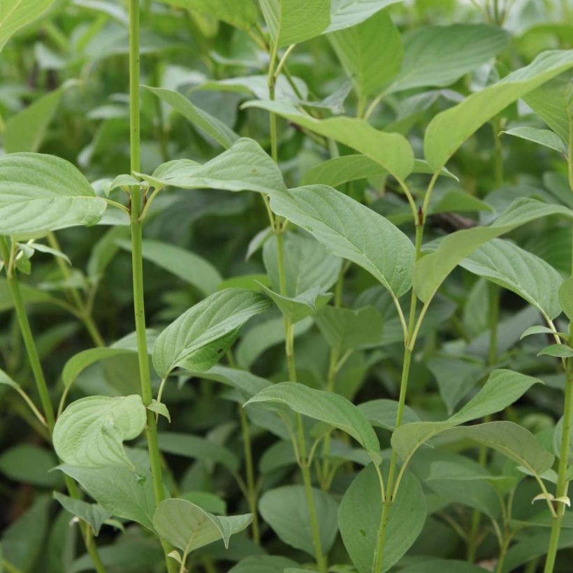 Seidige Hartriegel Budd's Yellow - Cornus sericea (Laub)