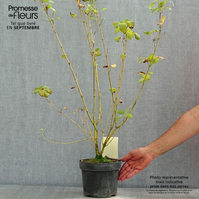 Exemplar von Seidige Hartriegel Budd's Yellow - Cornus sericea wie im Sommer geliefert