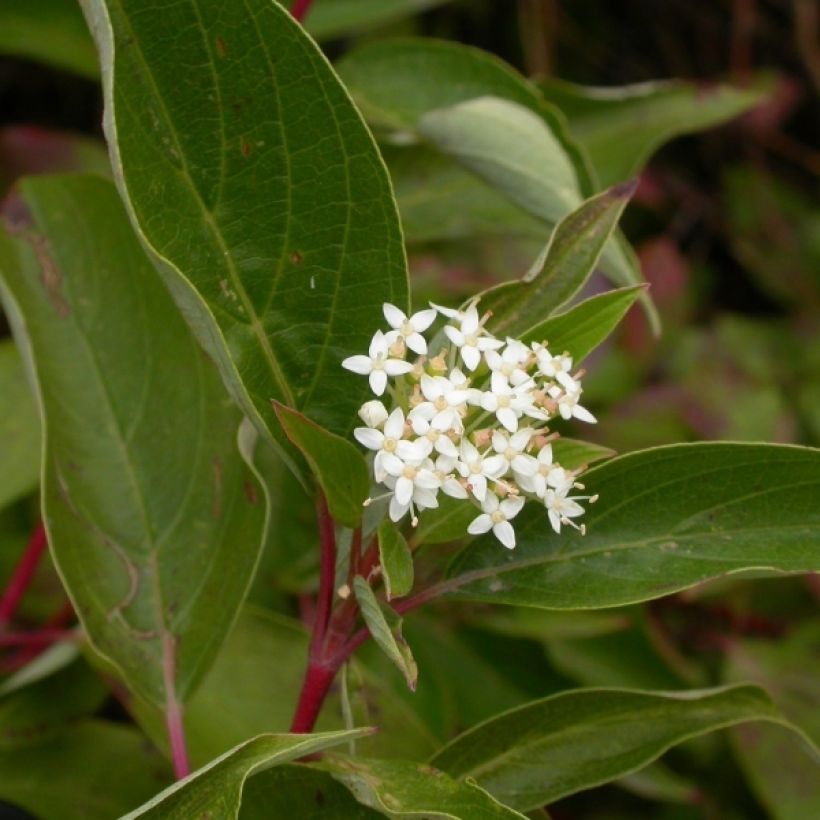 Seidige Hartriegel Kelseyi - Cornus sericea (Blüte)