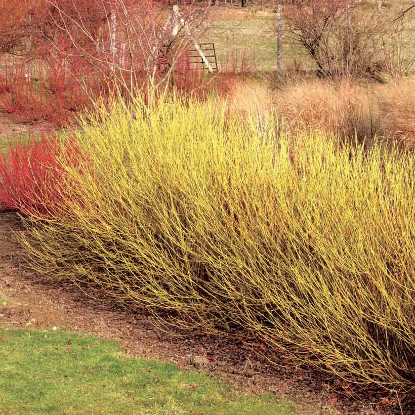 Seidige Hartriegel Flaviramea - Cornus sericea (Hafen)