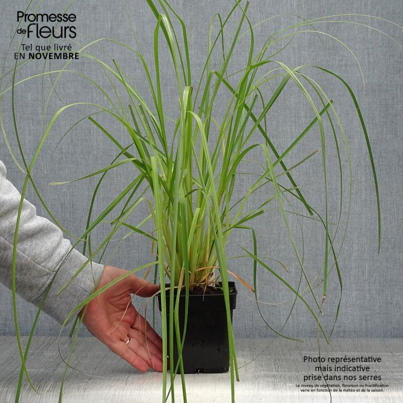 Exemplar von Cortaderia selloana Sunningdale Silver - Pampasgras wie im Herbst geliefert