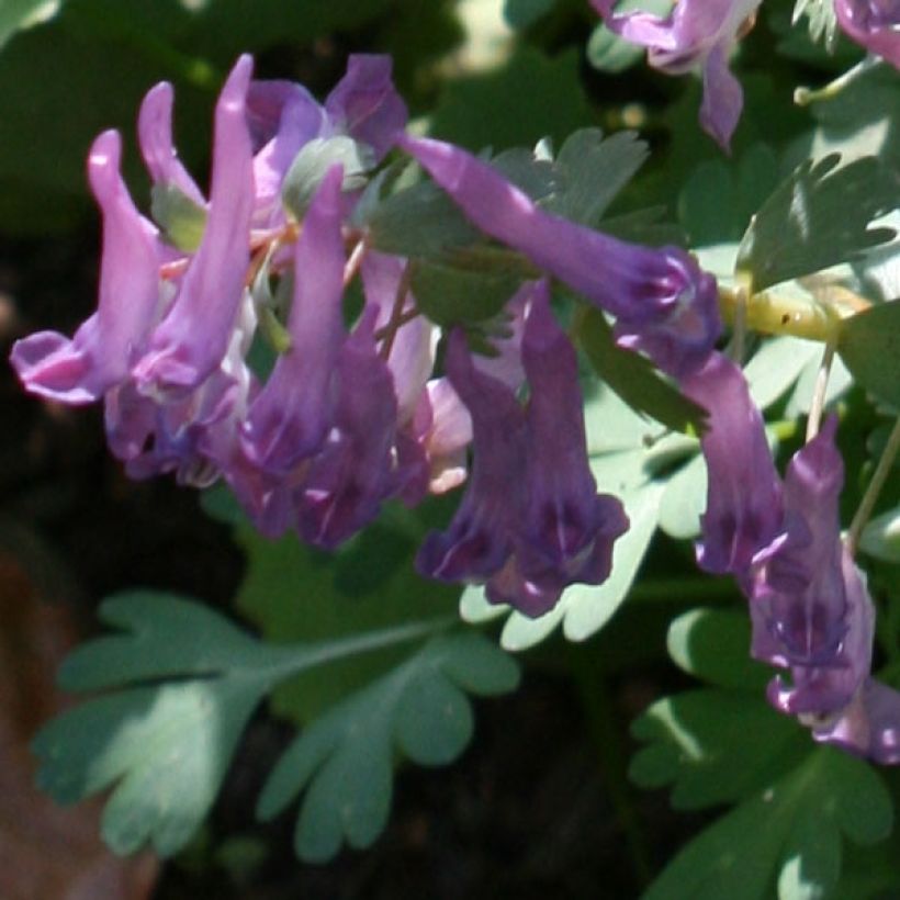 Corydalis solida - Gefingerter Lerchensporn (Blüte)