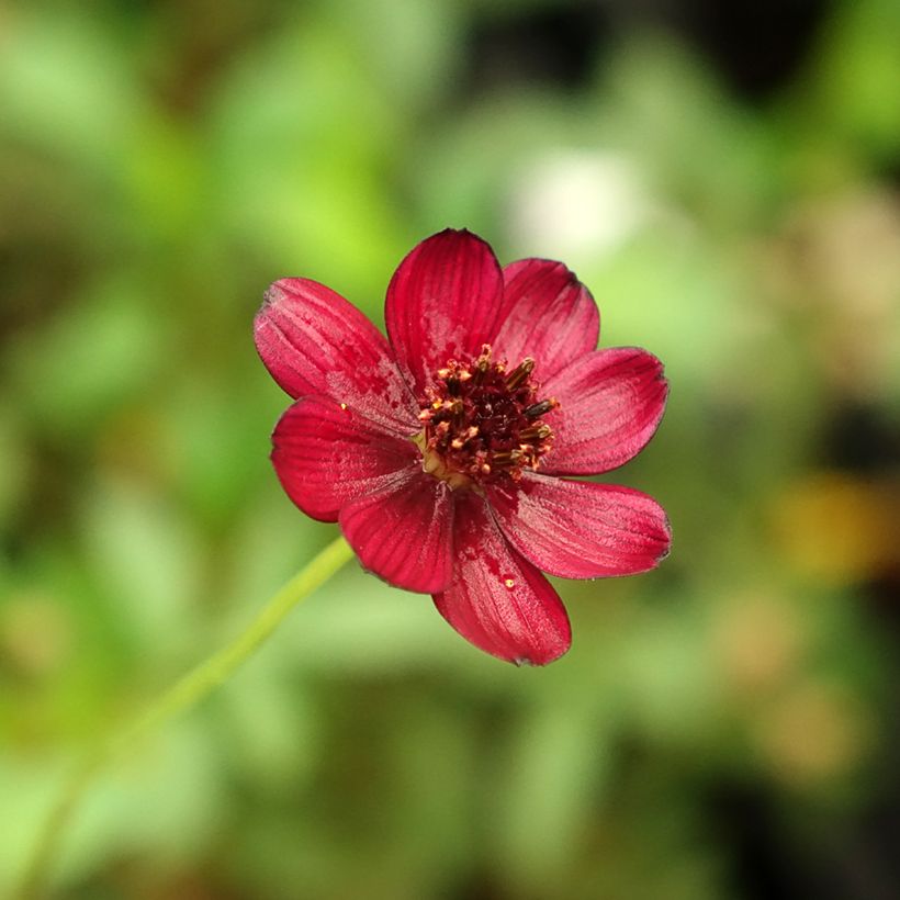 Schokoladen-Kosmee Eclipse - Cosmos atrosanguineus (Blüte)