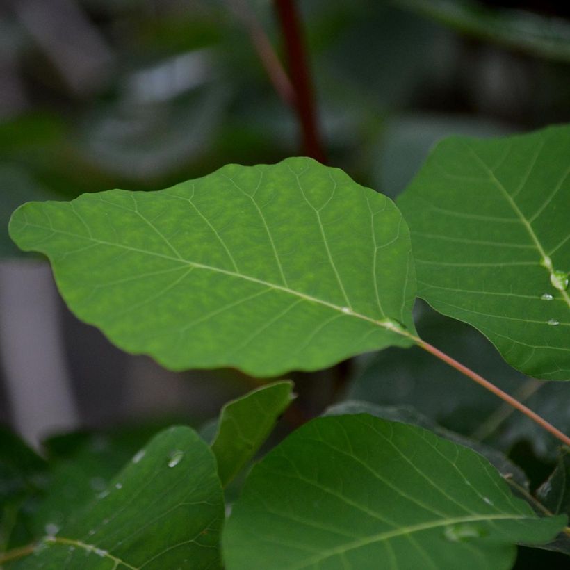 Perückenstrauch - Cotinus coggygria (Laub)