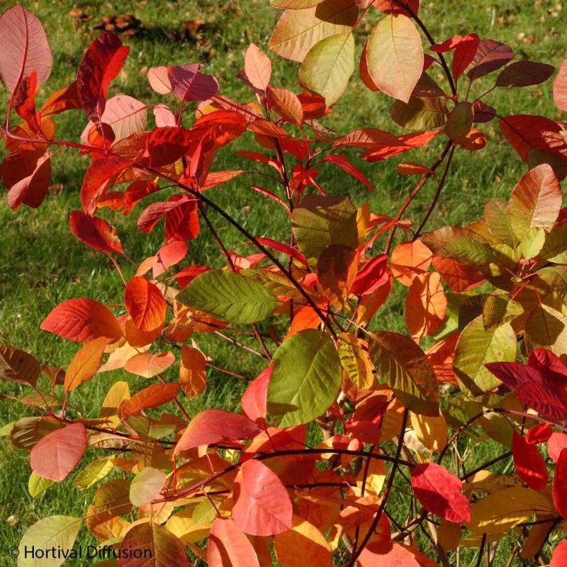 Perückenstrauch Flame - Cotinus coggygria (Laub)