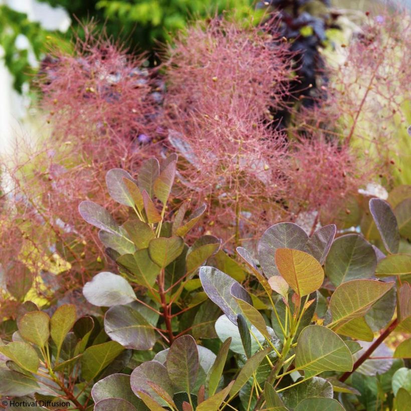 Perückenstrauch Flamissimo - Cotinus coggygria (Blüte)