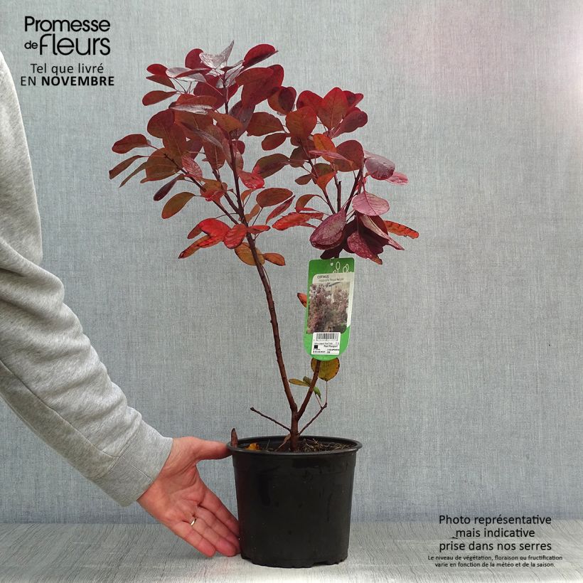 Exemplar von Cotinus coggygria Royal Purple 30/40cm en pot de 2L/3L - Arbre à perruque wie im Herbst geliefert