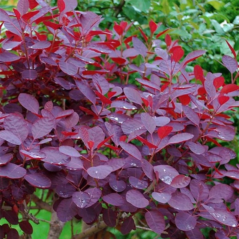 Perückenstrauch Royal Purple - Cotinus coggygria (Laub)