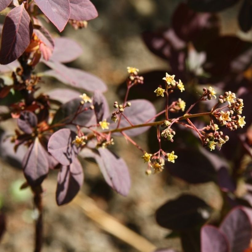 Perückenstrauch Royal Purple - Cotinus coggygria (Blüte)