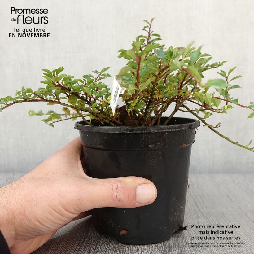 Exemplar von Cotoneaster adpressus - Cotonéaster rampant. Pot de 1,5L/2L wie im Herbst geliefert