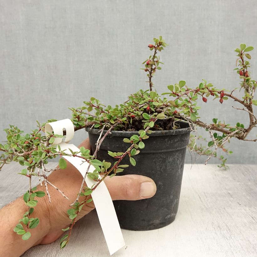 Exemplar von Cotoneaster adpressus - Zwergmispel Topf mit 1,5L/2LGelieferte Höhe ca. 10/15cm wie im Sommer geliefert