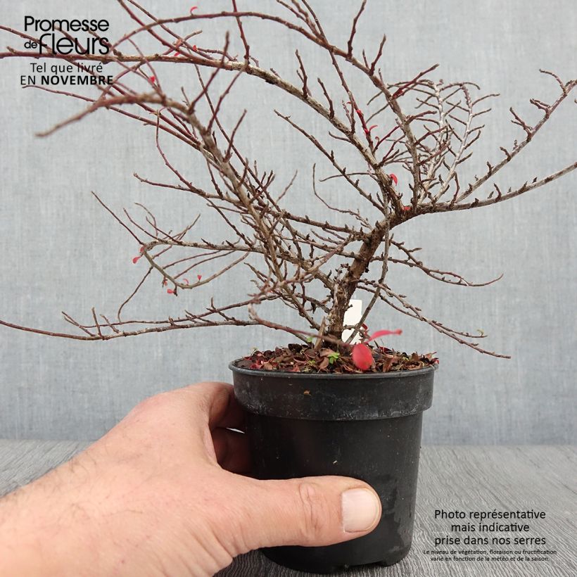 Exemplar von Cotoneaster adpressus Little Gem - Zwergmispel wie im Herbst geliefert