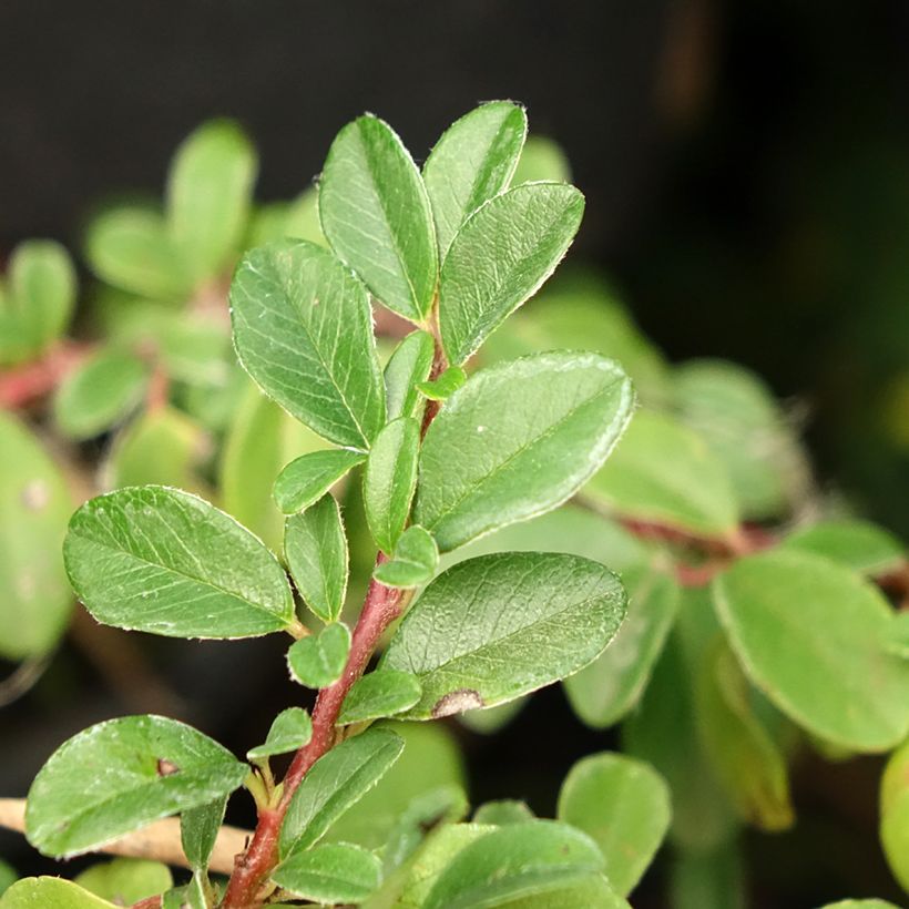 Cotoneaster dammeri Mooncreeper - Teppich-Zwergmispel (Laub)