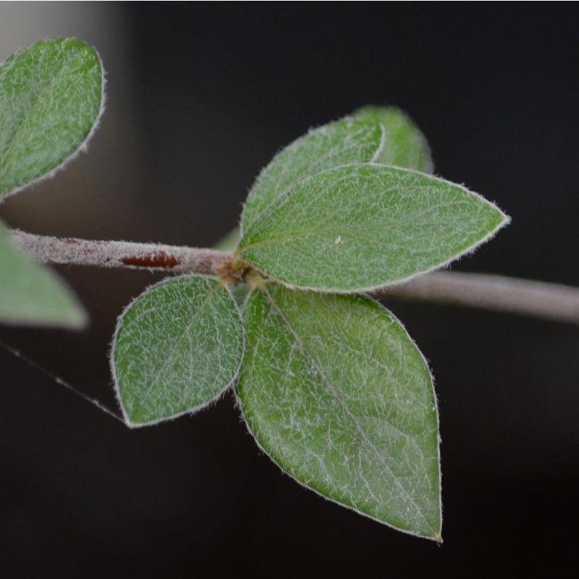 Cotoneaster franchetii - Zwergmispel (Laub)