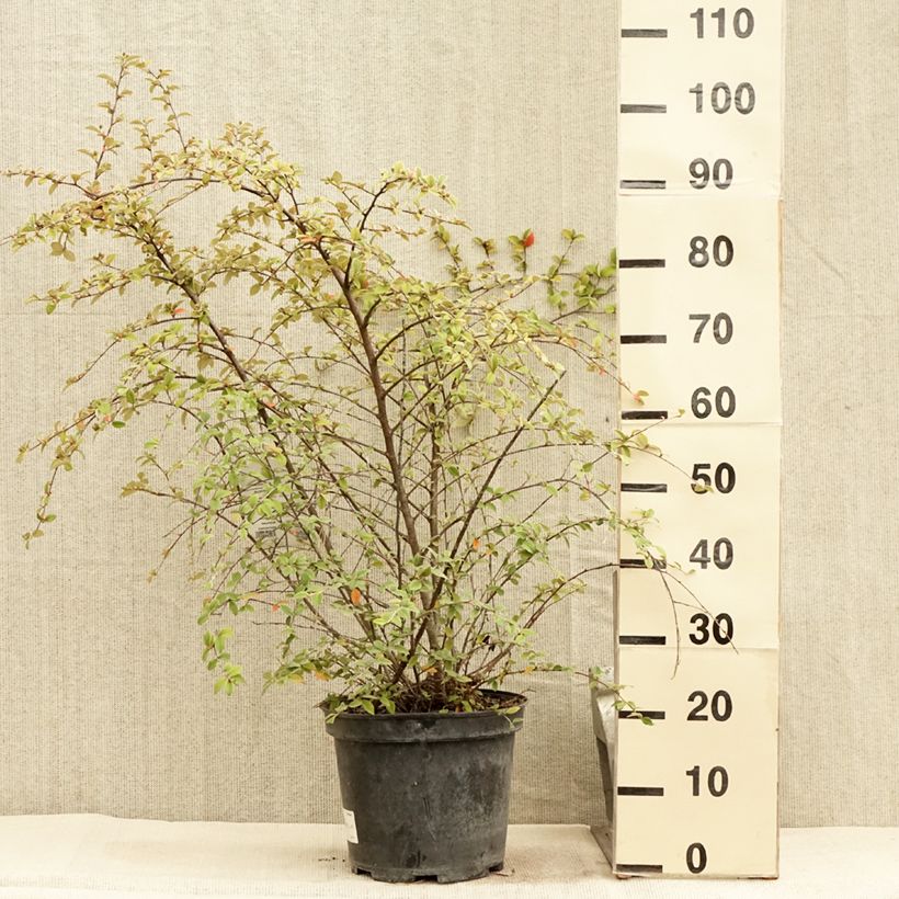 Exemplar von Cotoneaster franchetii - Cotonéastre de Franchet en pot de 7,5L/10L wie im Sommer geliefert