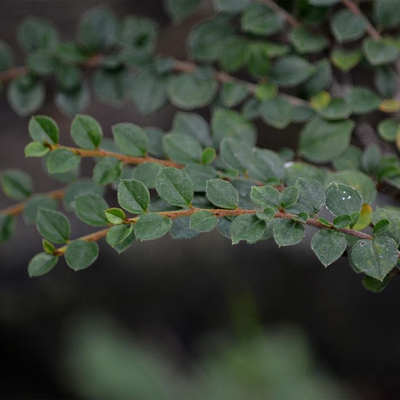 Cotoneaster horizontalis - Zwergmispel (Laub)