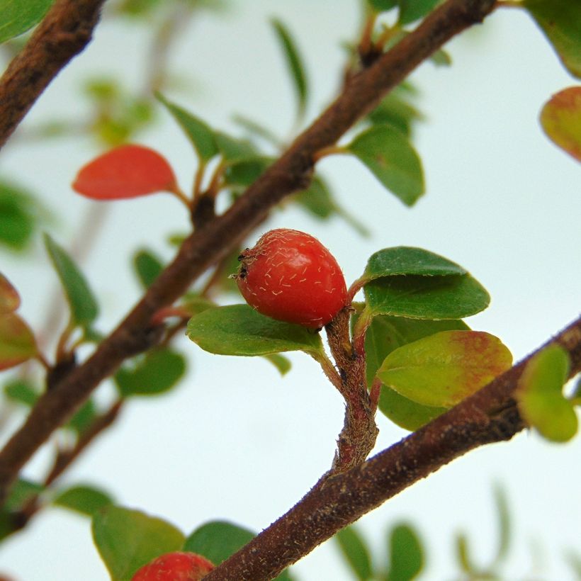 Cotoneaster horizontalis - Zwergmispel (Ernte)