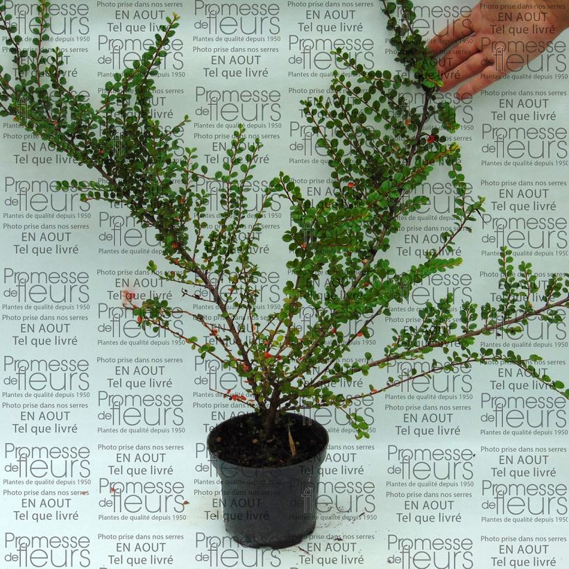 Cotoneaster horizontalis - Zwergmispel (Hafen)