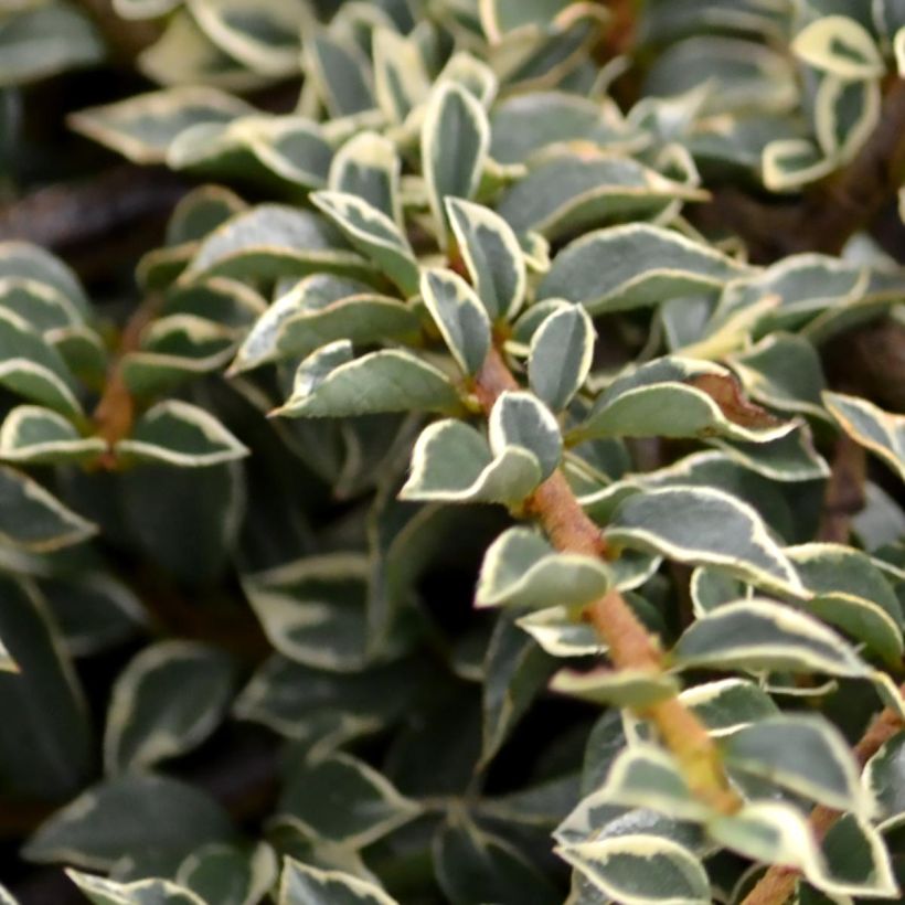 Cotoneaster horizontalis Variegatus - Zwergmispel (Laub)