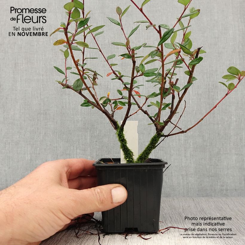 Exemplar von Cotoneaster lacteus - Cotonéaster laiteux en godet de 9cm wie im Herbst geliefert