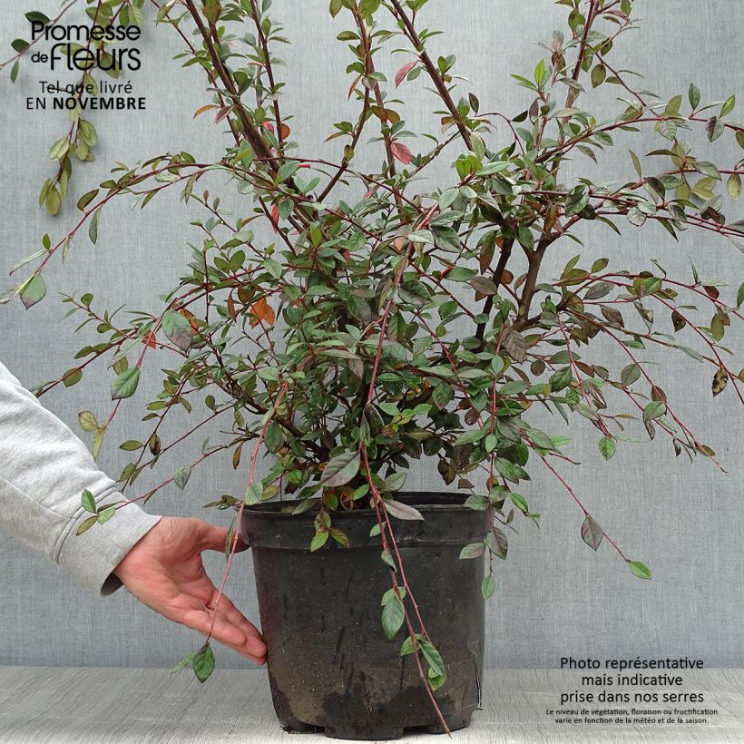 Exemplar von Cotoneaster lacteus - Cotonéaster laiteux en pot de 7,5L/10L wie im Herbst geliefert