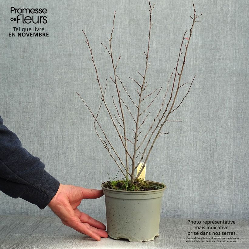 Exemplar von Cotoneaster lucidus  Pot de 2L/3L wie im Herbst geliefert