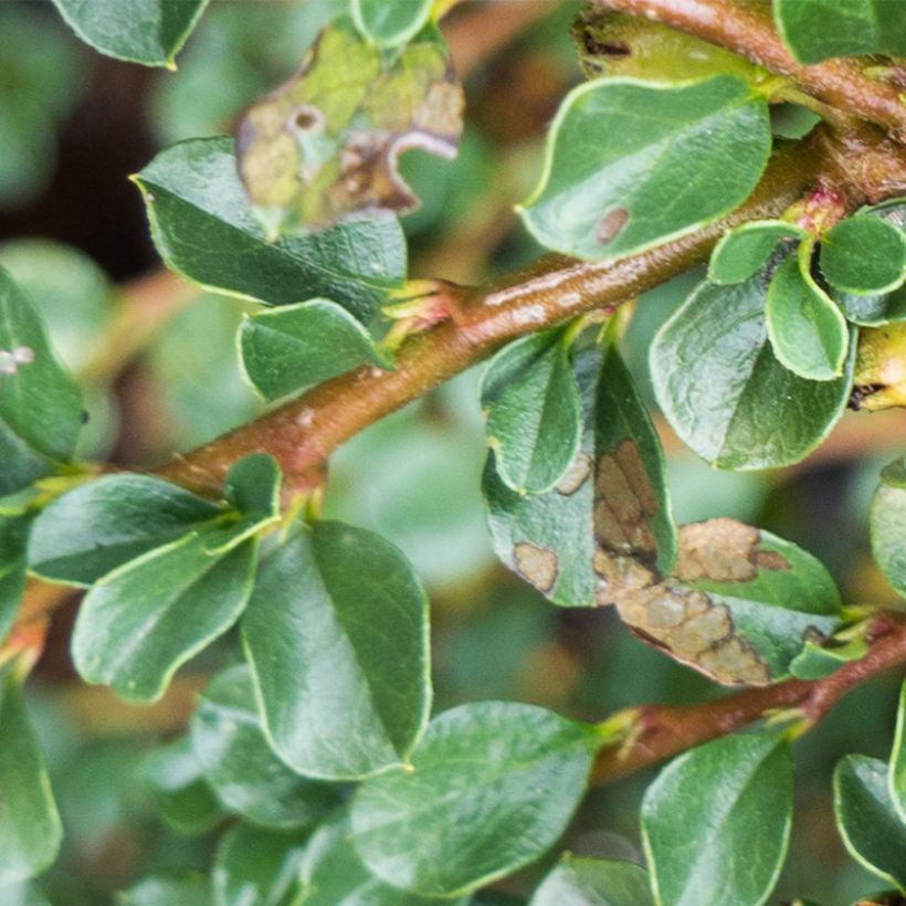 Cotoneaster praecox Boer - Zwergmispel (Laub)