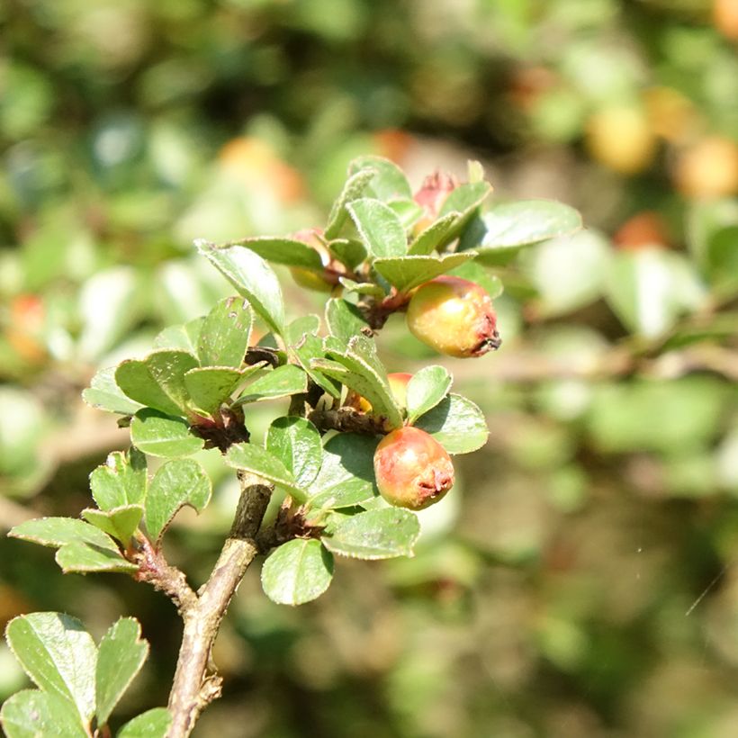 Cotoneaster praecox Boer - Zwergmispel (Laub)