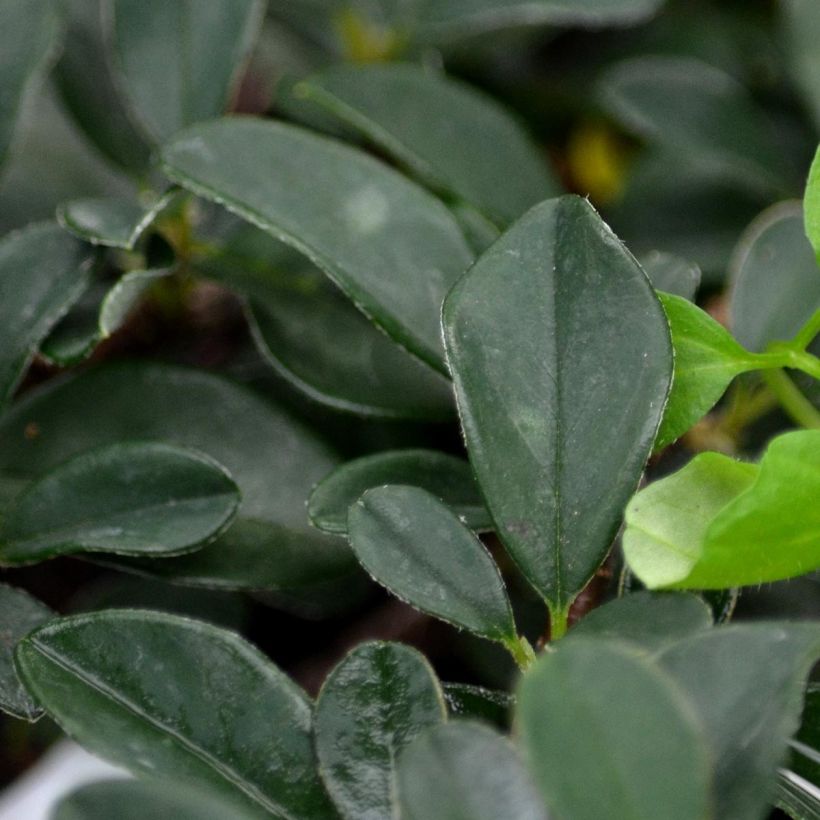 Cotoneaster procumbens Queen of Carpets - Teppich-Zwergmispel (Laub)