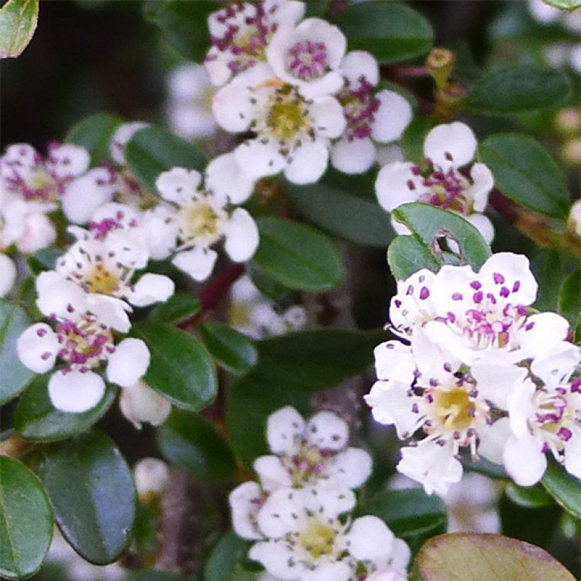 Cotoneaster procumbens Queen of Carpets - Teppich-Zwergmispel (Blüte)