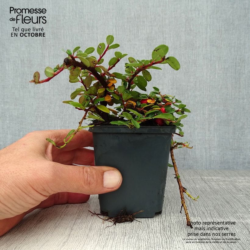 Exemplar von Cotoneaster procumbens Queen of Carpets en godet de 9cm  wie im Herbst geliefert