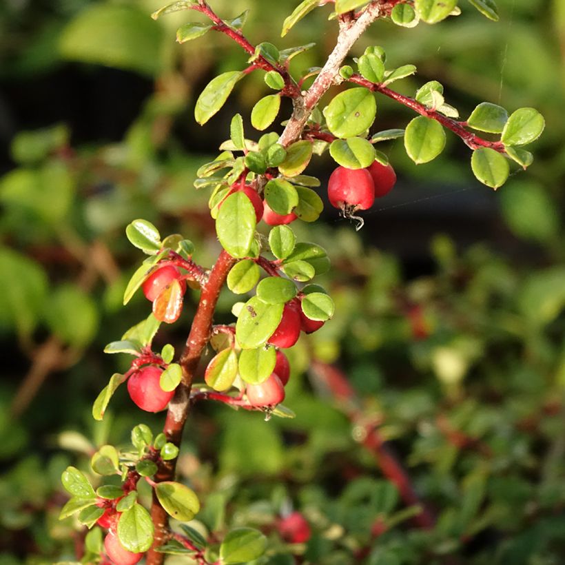 Cotoneaster procumbens Streibs Findling - Teppich-Zwergmispel (Ernte)