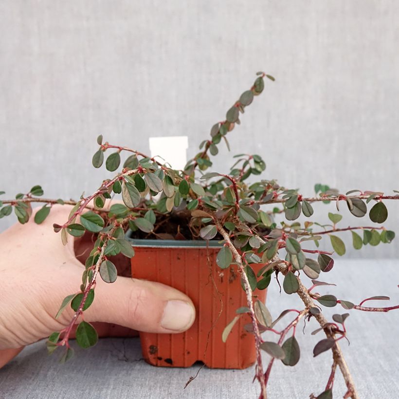 Exemplar von Cotoneaster procumbens Streibs Findling - Teppich-Zwergmispel Kleine Töpfe von 8/9 cm wie im Winter geliefert