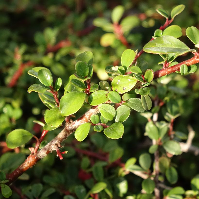 Cotoneaster procumbens Streibs Findling - Teppich-Zwergmispel (Laub)