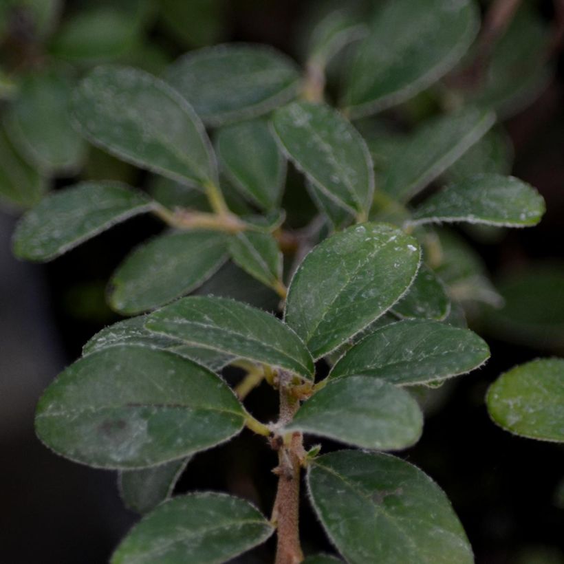 Cotoneaster suecicus Coral Beauty - Zwergmispel (Laub)