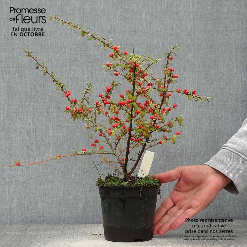 Exemplar von Cotoneaster suecicus Coral Beauty - Zwergmispel wie im Herbst geliefert