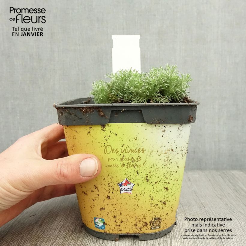 Exemplar von Cotula hispida - Leptinella Pot de 2L/3L wie im Winter geliefert