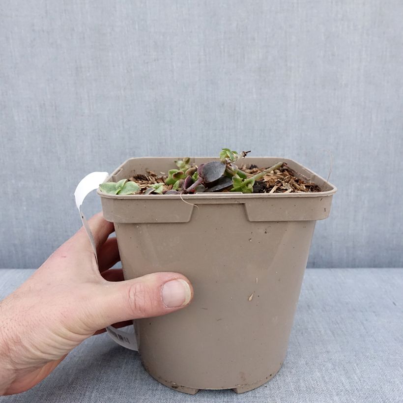 Exemplar von Crassula Desert Diamond - Pot de 3L/4L wie im Winter geliefert