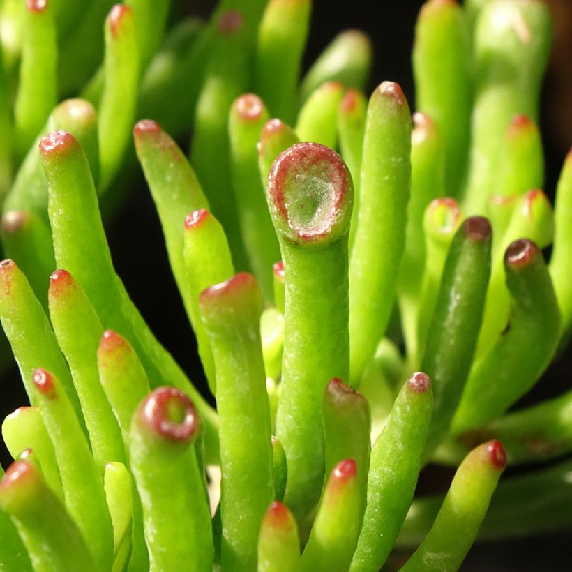 Crassula ovata Hobbit - Geldbaum (Laub)