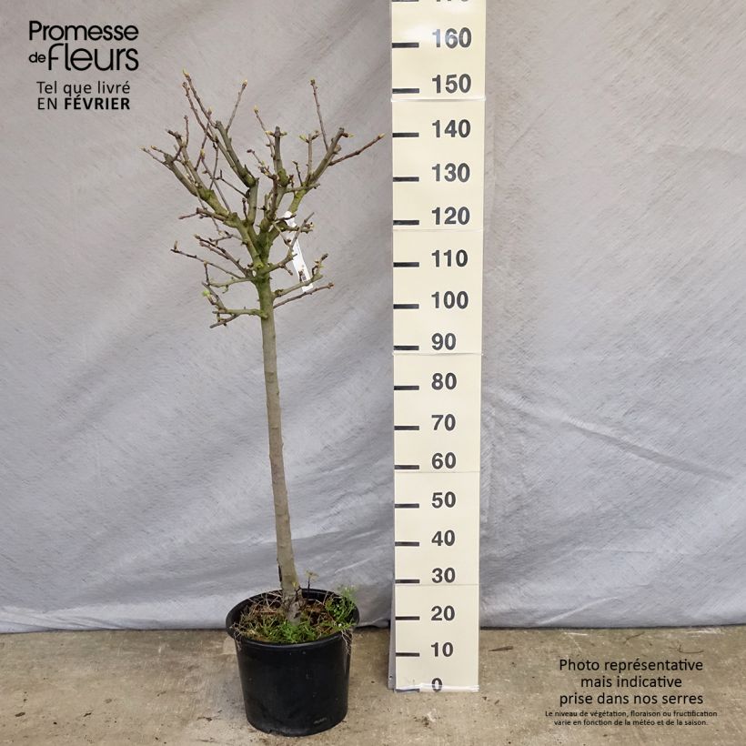 Exemplar von Crataegus azarolus - Azérolier Pot de 12L/15L wie im Winter geliefert