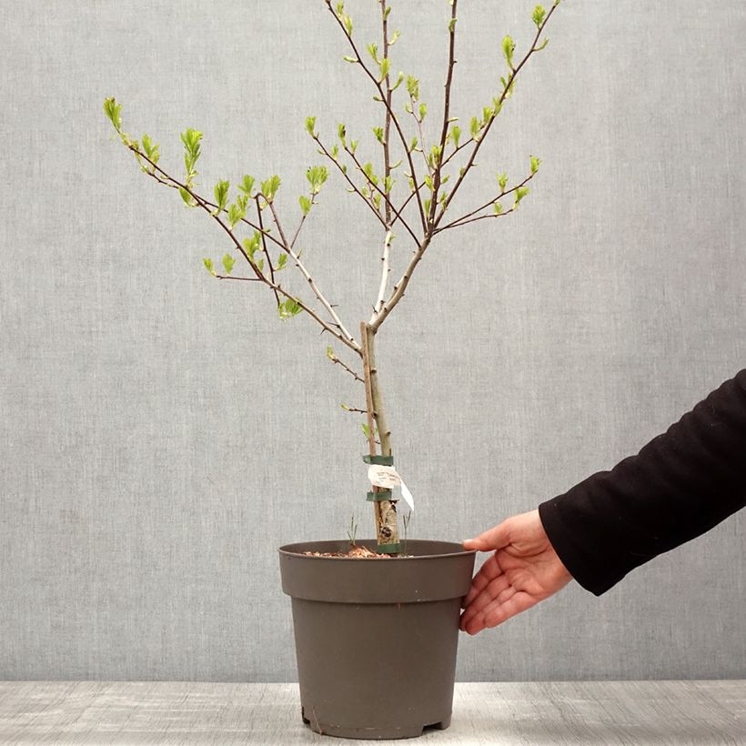 Exemplar von Hahnensporn-Weißdorn - Crataegus crus-galli Topf mit 6L/7LGelieferte Höhe ca. 60/80cm wie im Frühjahr geliefert