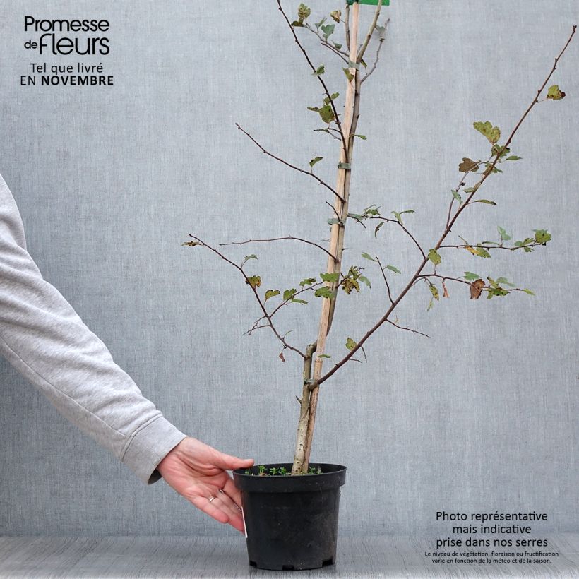 Exemplar von Crataegus laevigata Mutabilis Ravnholdt - Zweigriffliger Weißdorn Topf mit 4L/5LGelieferte Höhe ca. 40/60cm wie im Herbst geliefert