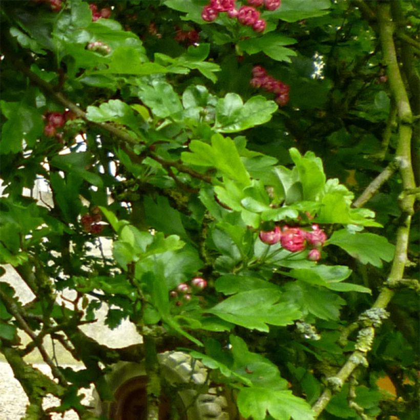 Crataegus laevigata Paul's Scarlet - Zweigriffliger Weißdorn (Laub)