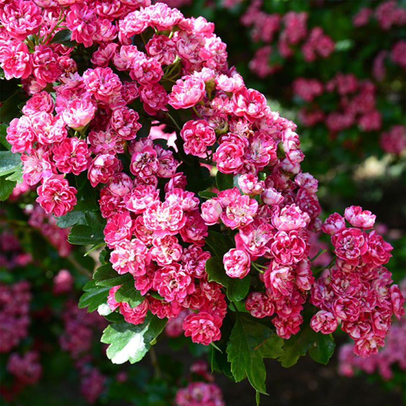 Crataegus laevigata Paul's Scarlet - Zweigriffliger Weißdorn (Blüte)