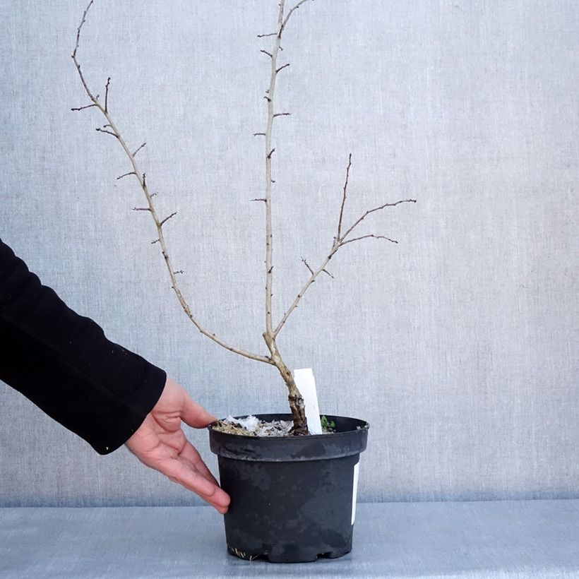 Exemplar von Crataegus laevigata Rosea Flore Pleno - Zweigriffliger Weißdorn Topf mit 3L/4LGelieferte Höhe ca. 40/60cm wie im Winter geliefert