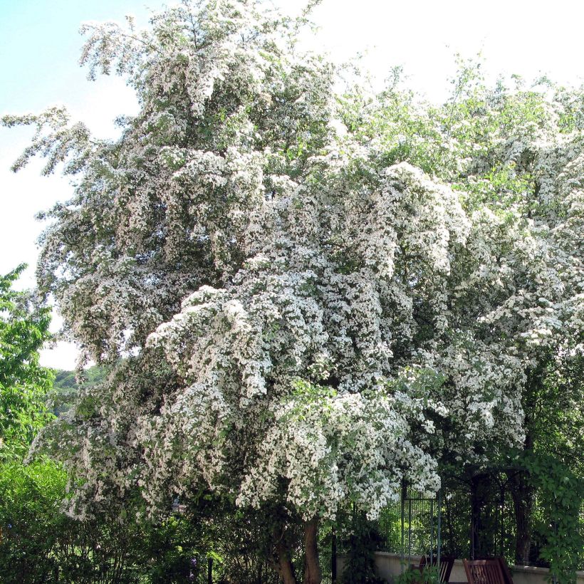 Crataegus monogyna - Eingriffliger Weißdorn (Blüte)