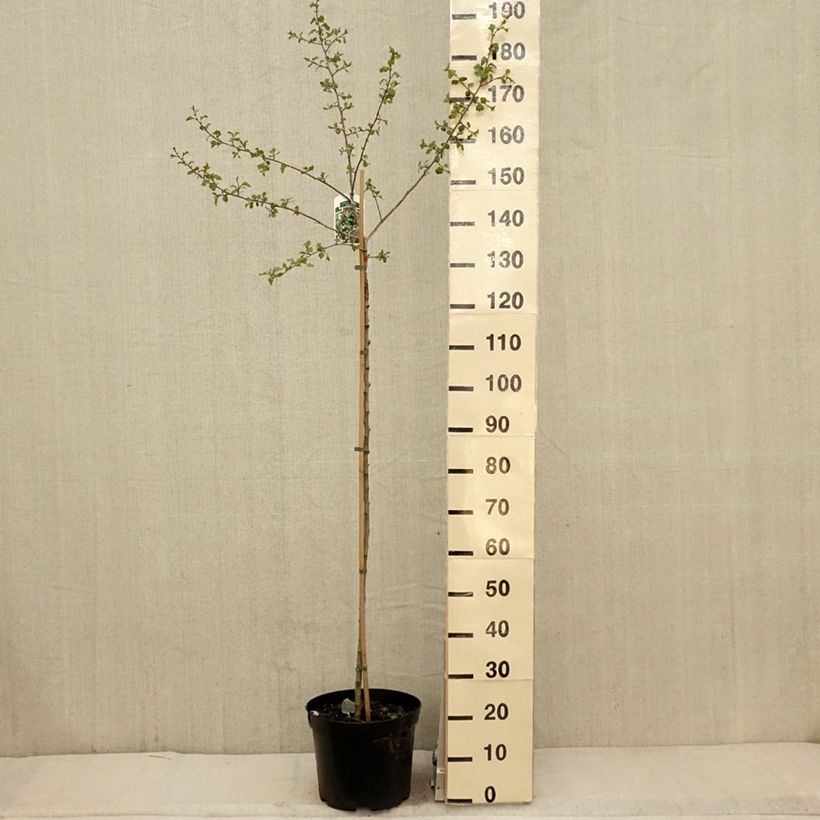 Exemplar von Crataegus monogyna Gireoudii - Eingriffliger Weißdorn Topf mit 12L/15LGelieferte Höhe ca. 120/140cm wie im Frühjahr geliefert